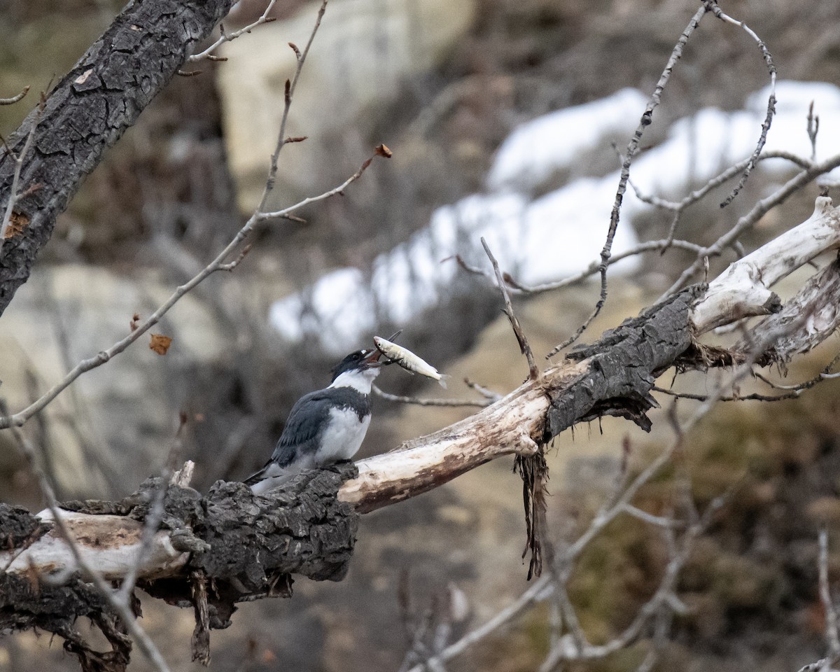 Belted Kingfisher - ML507276411