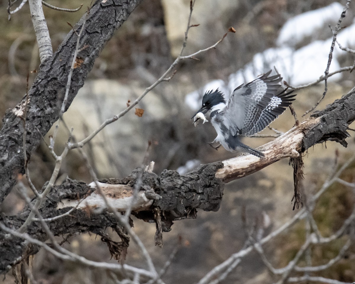 Belted Kingfisher - ML507276421