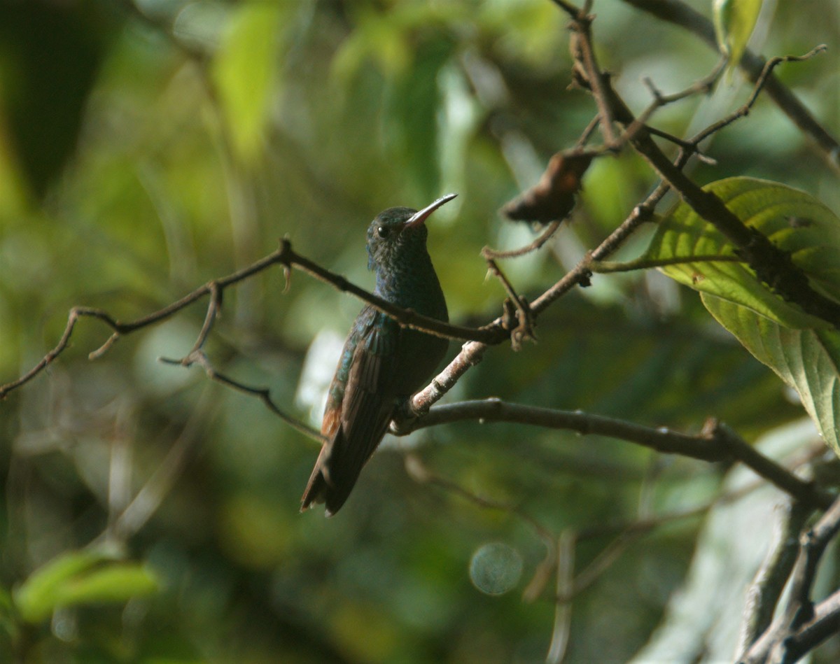 Rufous-tailed Hummingbird - oswaldo saballos