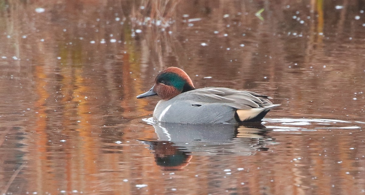 Green-winged Teal - ML507281471