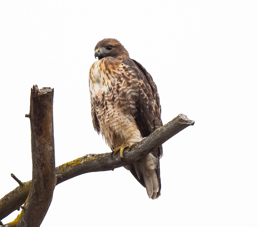 Red-tailed Hawk - ML507281961