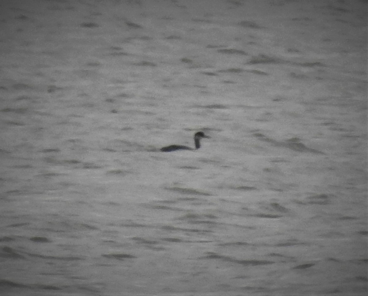 Red-necked Grebe - ML507283181