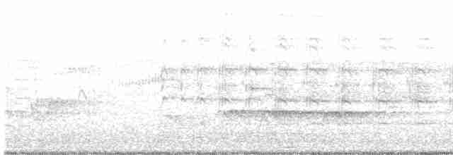 čejka australská (ssp. miles) - ML507285211