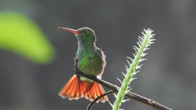 Rufous-tailed Hummingbird - ML507285291