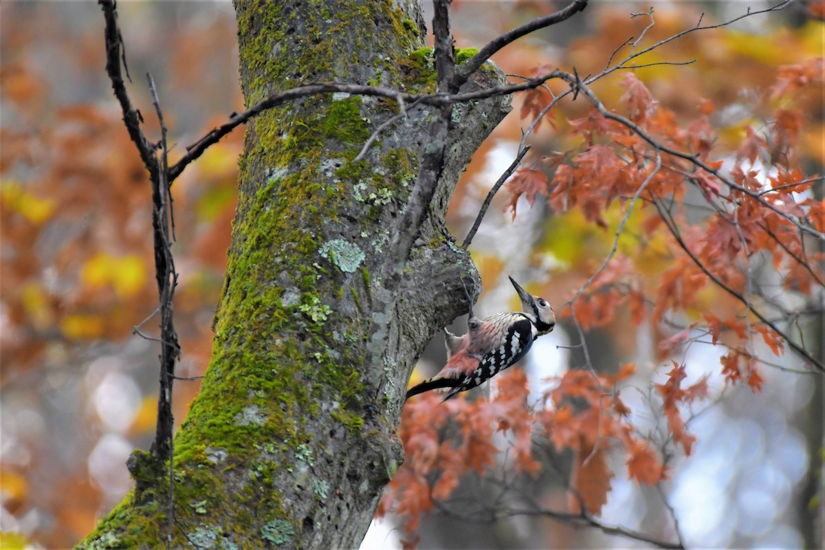 White-backed Woodpecker - Hikawa Takeshi