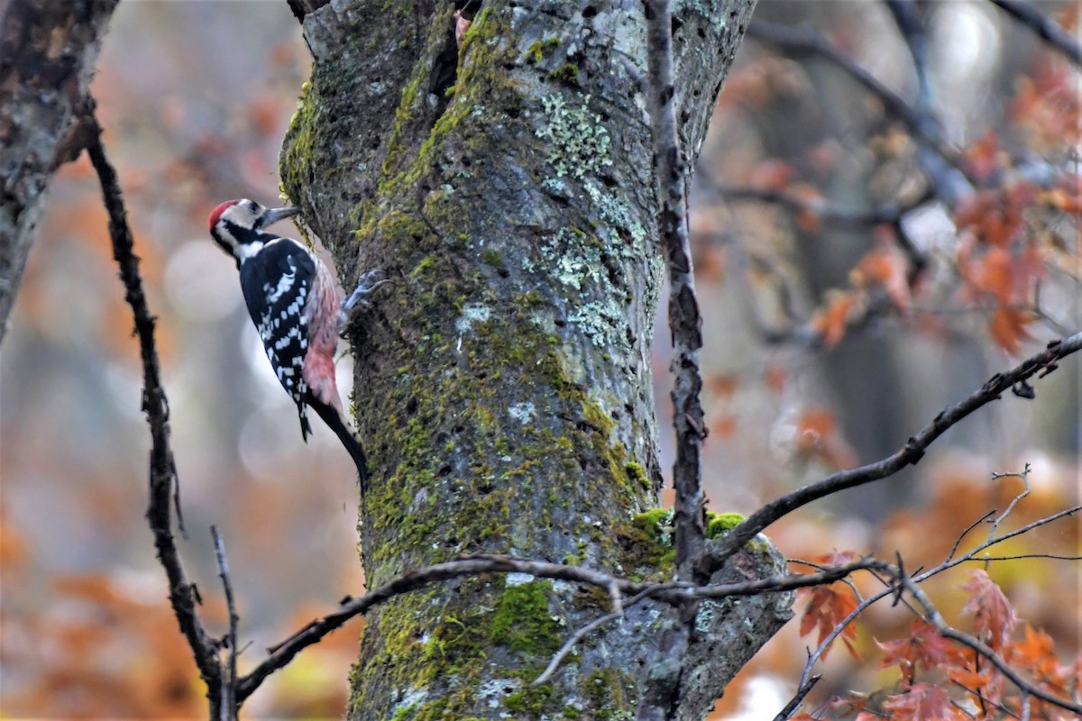 White-backed Woodpecker - ML507285781