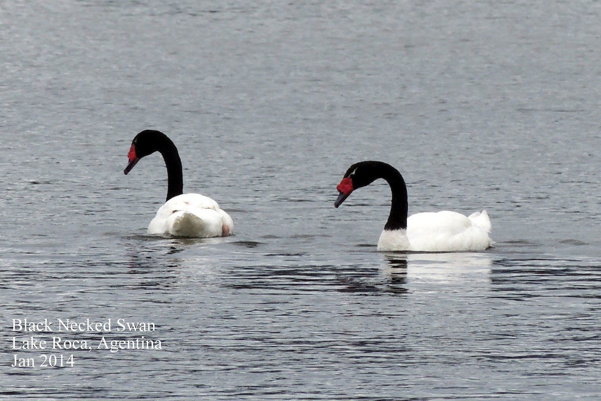 Black-necked Swan - ML50728611