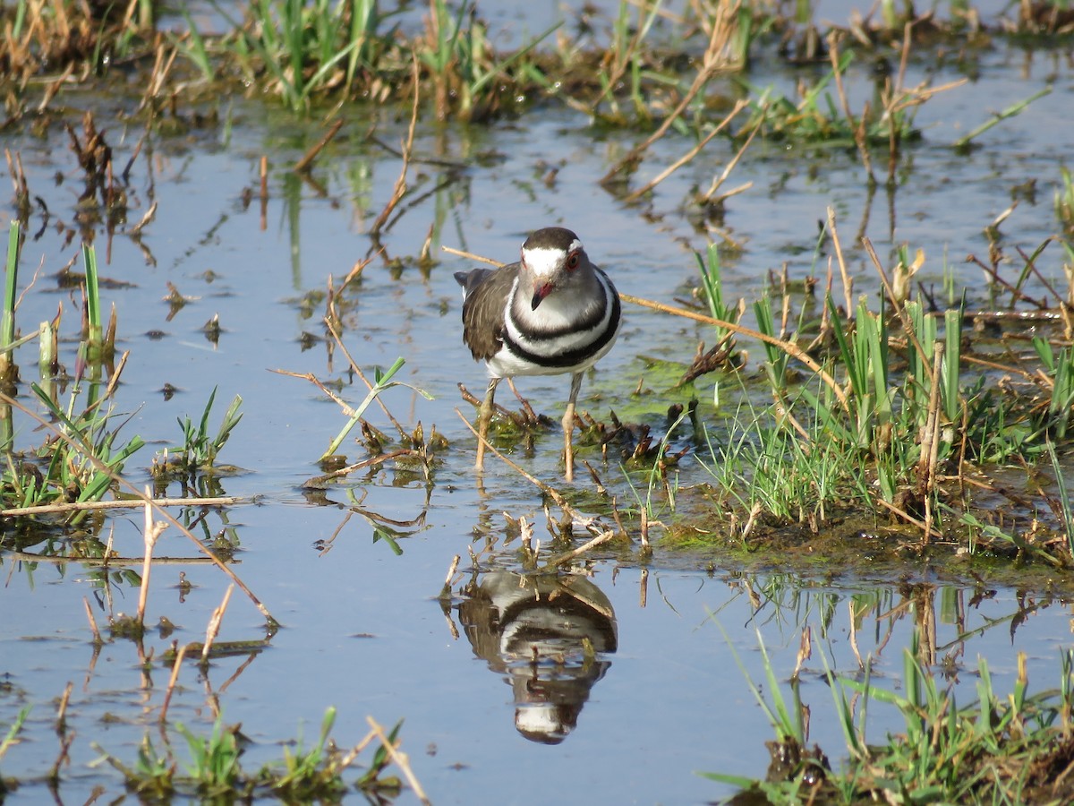Three-banded Plover - ML507290771