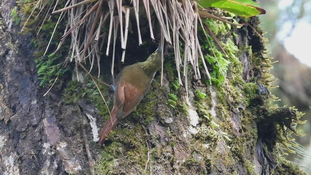 Spotted Woodcreeper - ML507294331