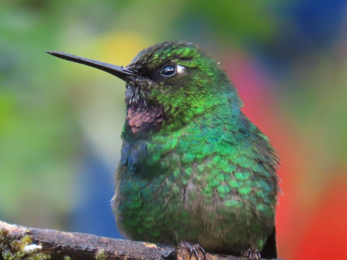 kolibřík turmalinový - ML507295941