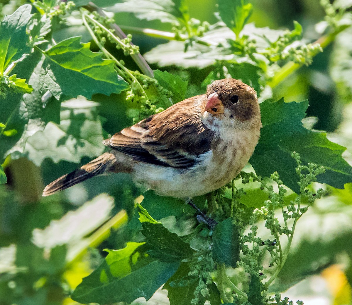 Chestnut-throated Seedeater - ML507296741