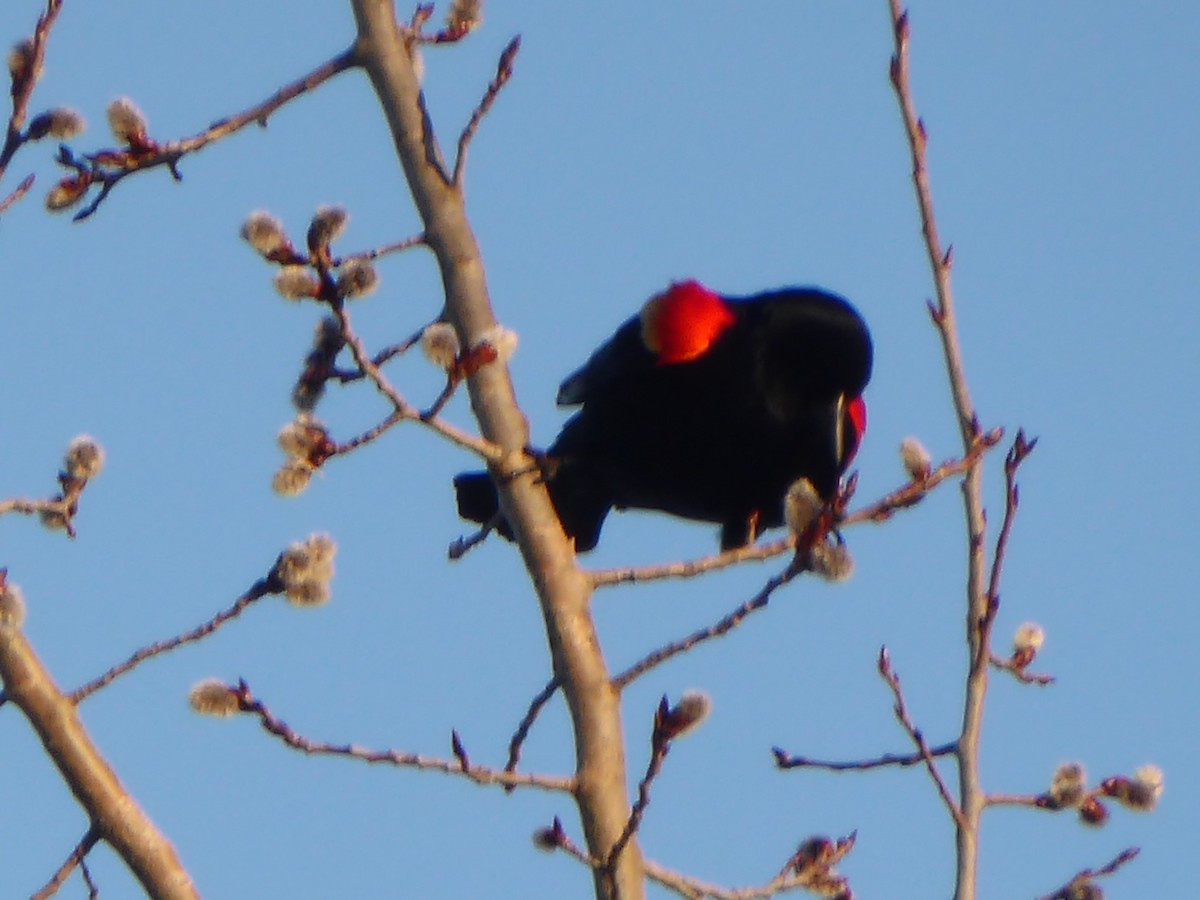 Red-winged Blackbird - ML50729751