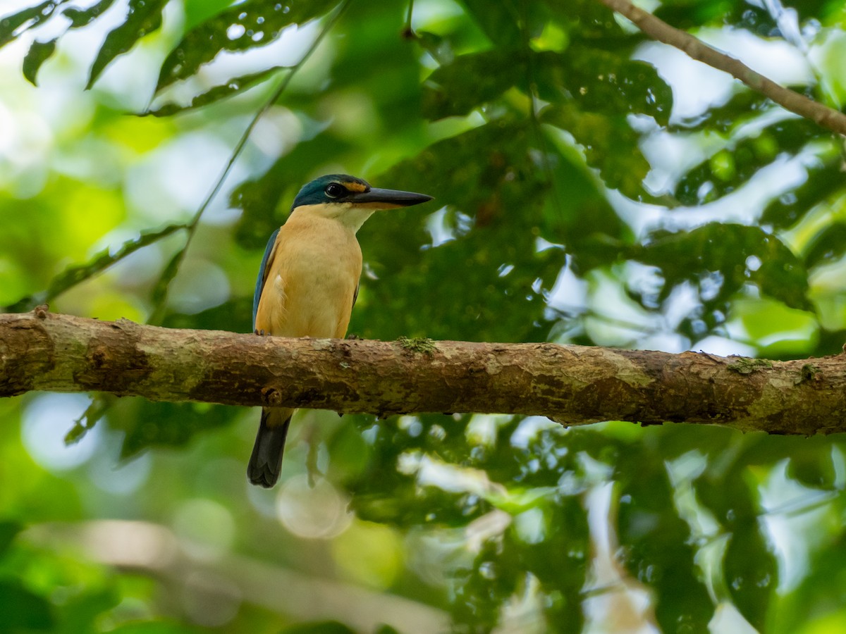 Sacred Kingfisher - Mike Greenfelder