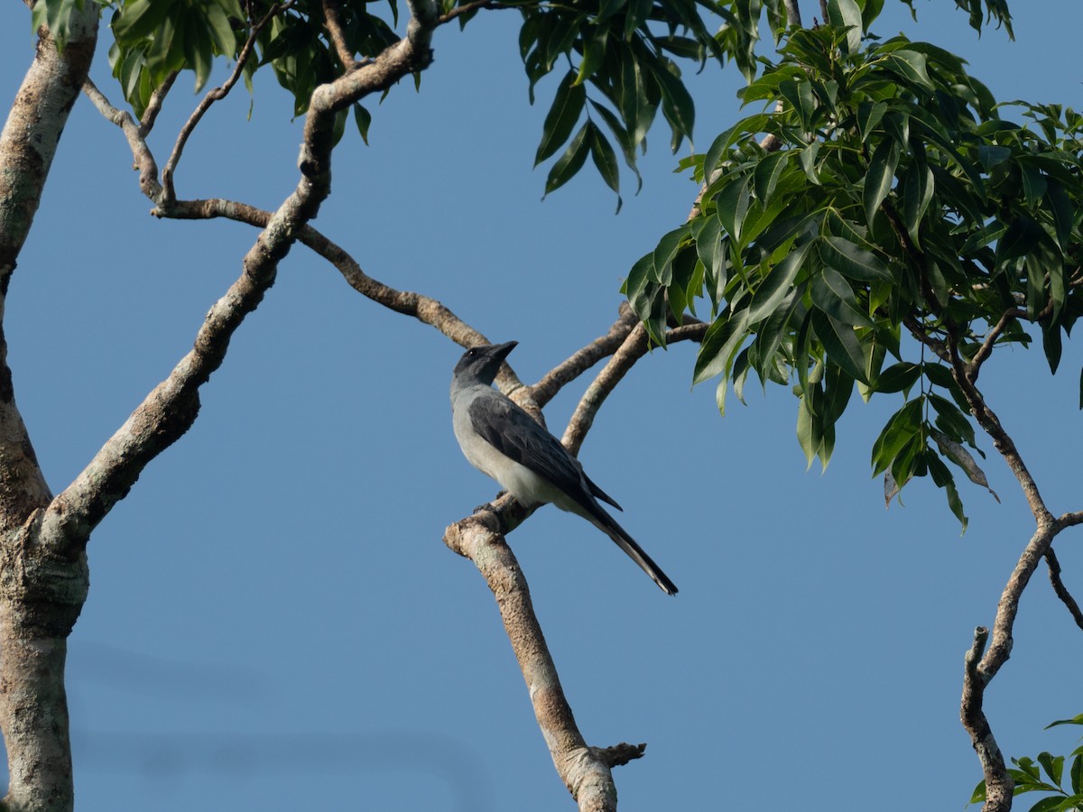 Wallacean Cuckooshrike - Mike Greenfelder