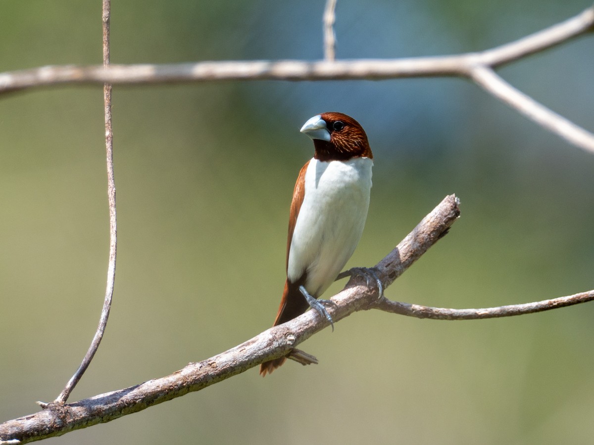 Five-colored Munia - Mike Greenfelder