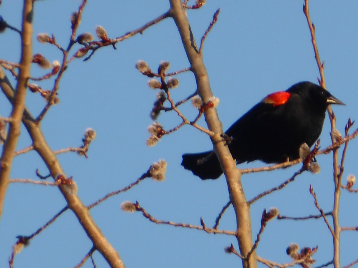 Red-winged Blackbird - ML50729781