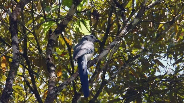White-throated Magpie-Jay - ML507303461