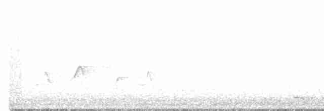 Torresian Imperial-Pigeon - ML507303581