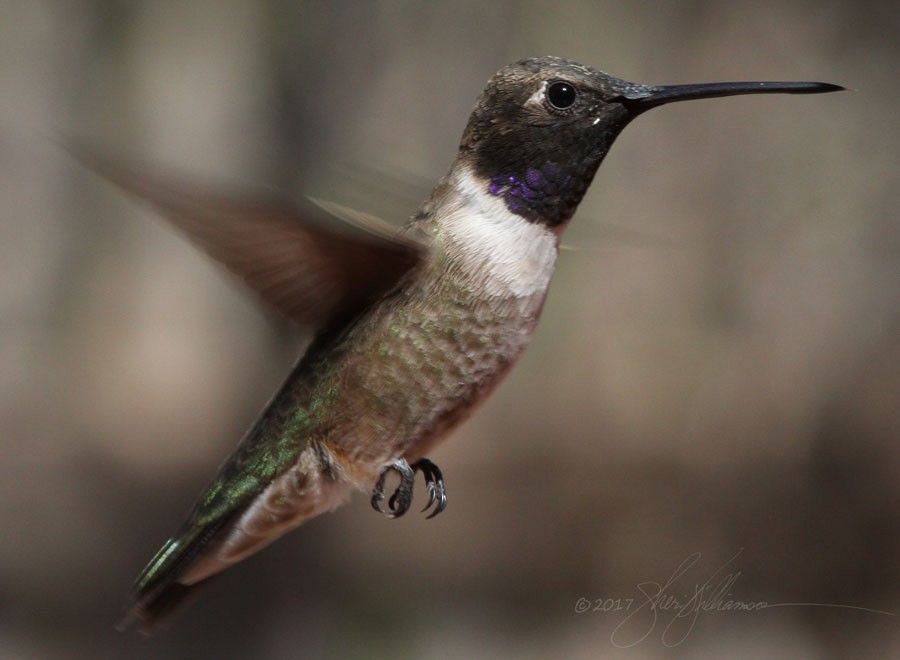 Black-chinned Hummingbird - ML50730891