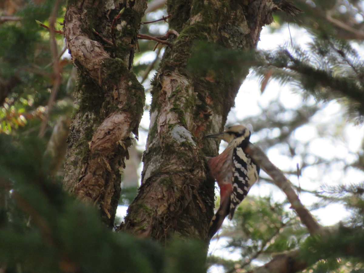 White-backed Woodpecker - ML507309011