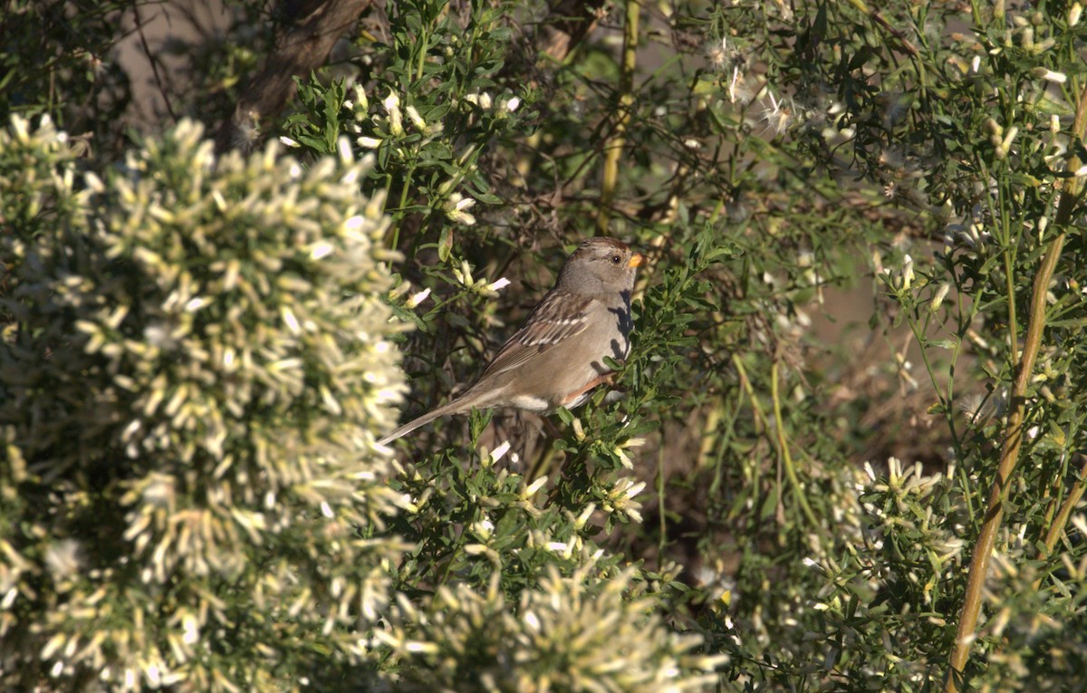 White-crowned Sparrow - ML507312931