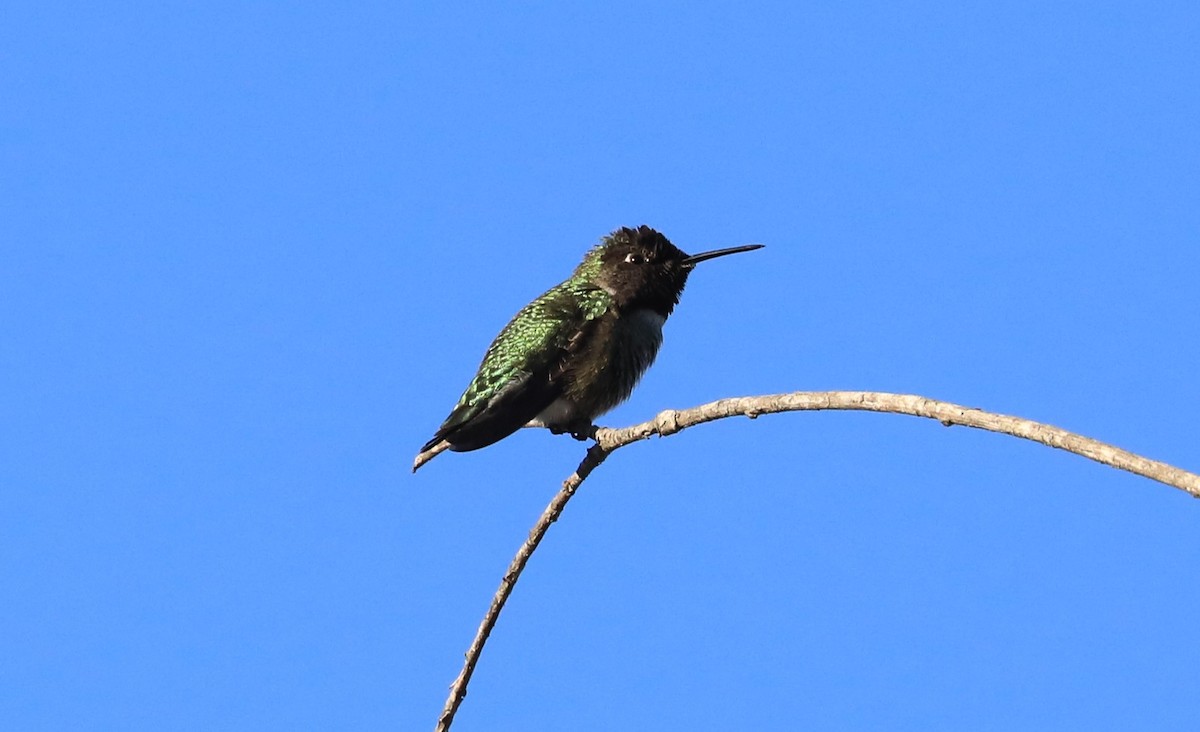 Anna's Hummingbird - Diane Eubanks