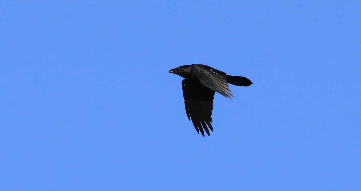 Common Raven - ML507313091