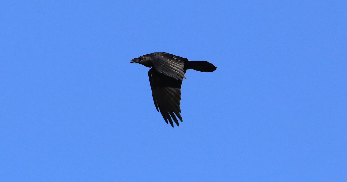Common Raven - ML507313101