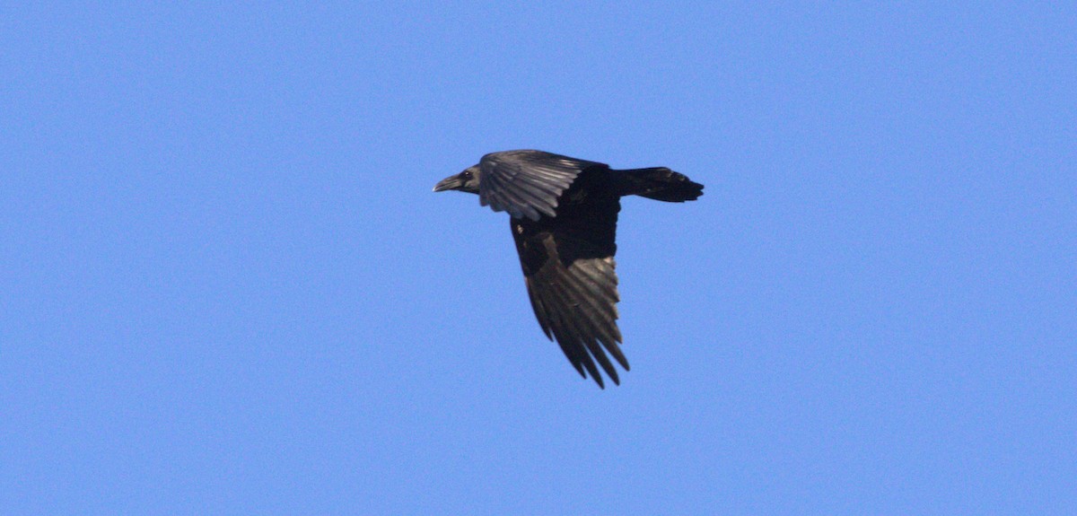 Common Raven - ML507313111