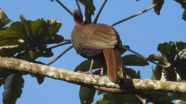 Crested Guan - ML507315131