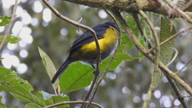 Black-and-yellow Silky-flycatcher - ML507317561