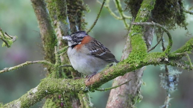 Rufous-collared Sparrow - ML507317591