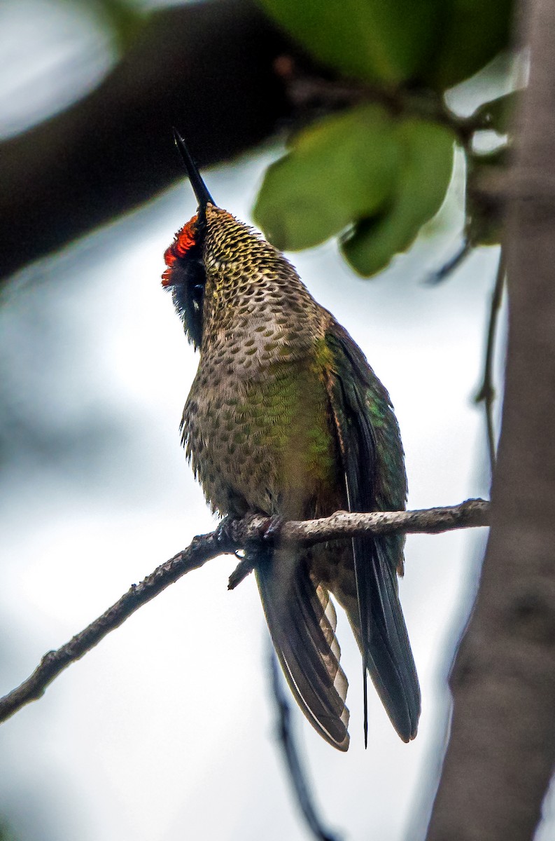 Green-backed Firecrown - ML507319011