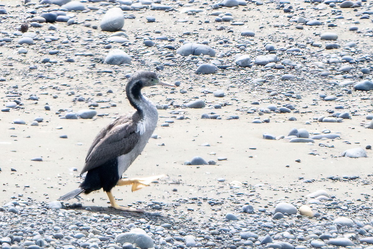 Spotted Shag - ML507319631