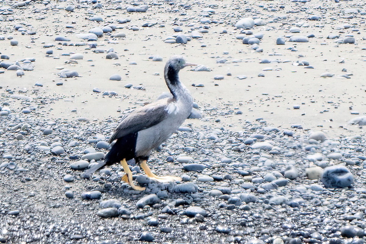 Spotted Shag - ML507319641