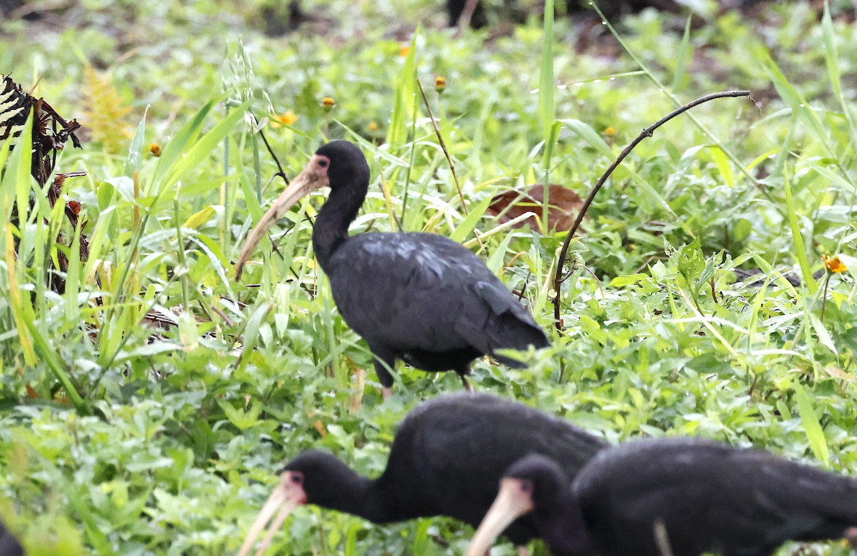 ibis tmavý - ML507321321