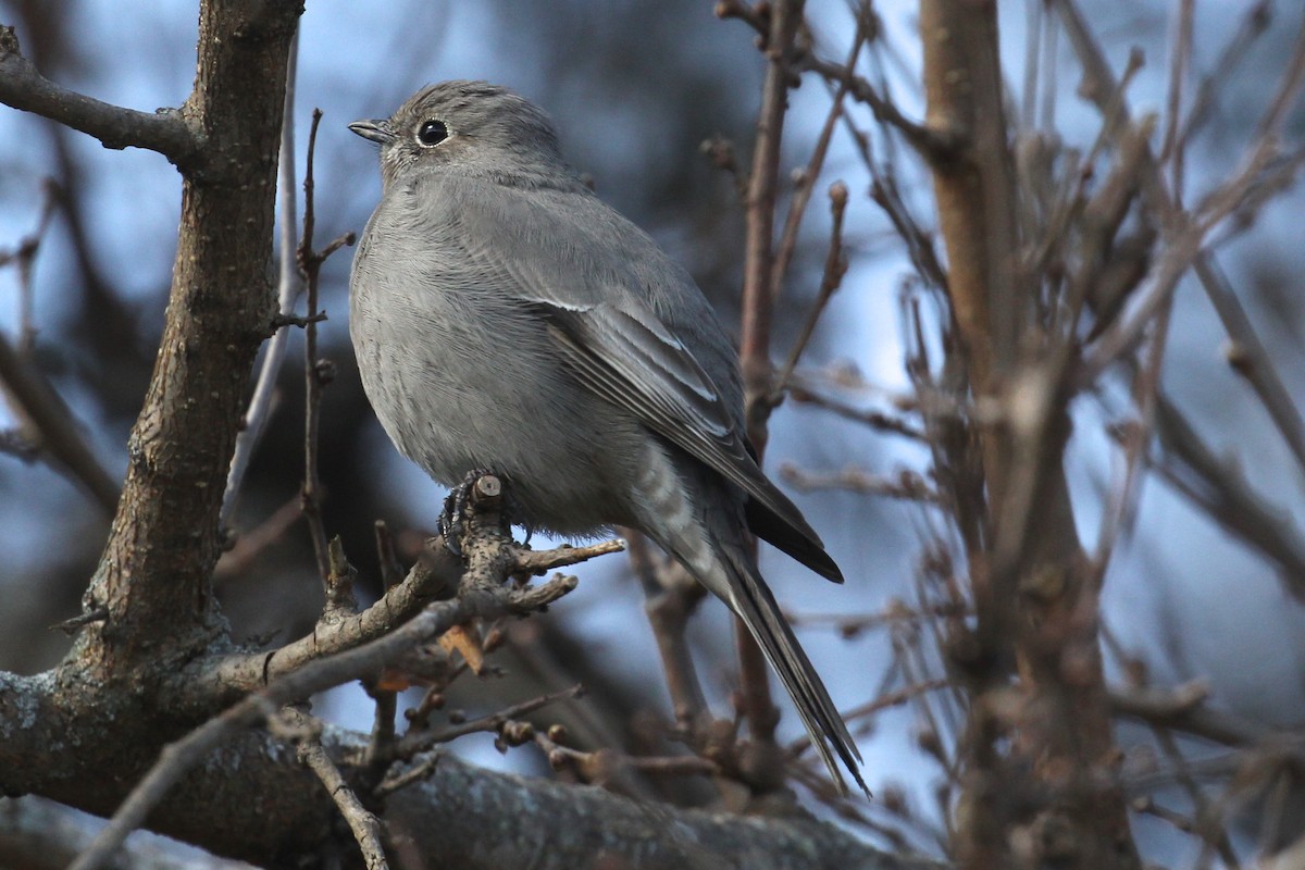 Townsend's Solitaire - ML50732181