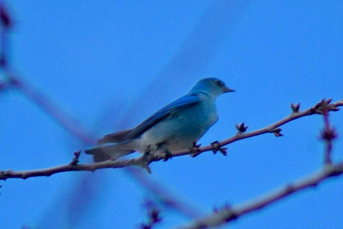 Mountain Bluebird - Steve Joyce