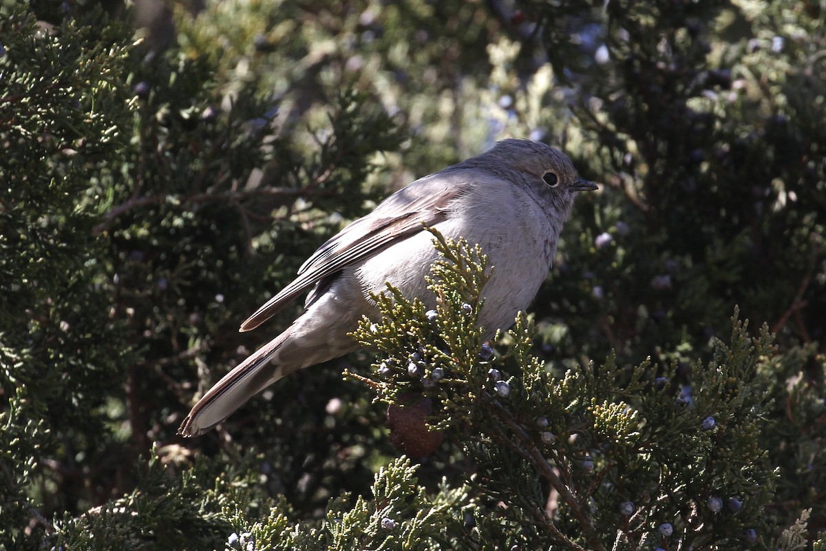 Townsend's Solitaire - ML50732691