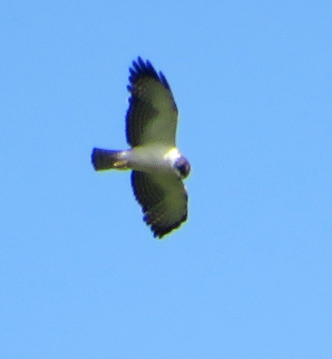 Short-tailed Hawk - ML507330751