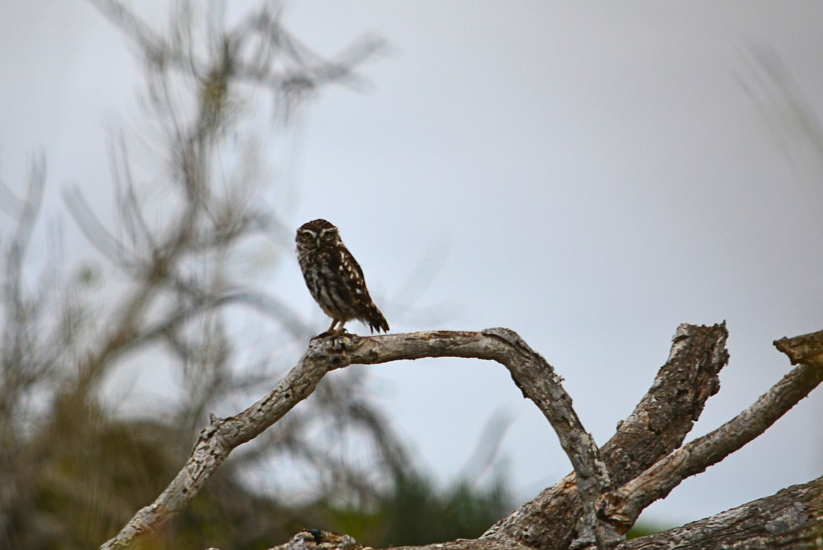 Little Owl - Paulo Narciso