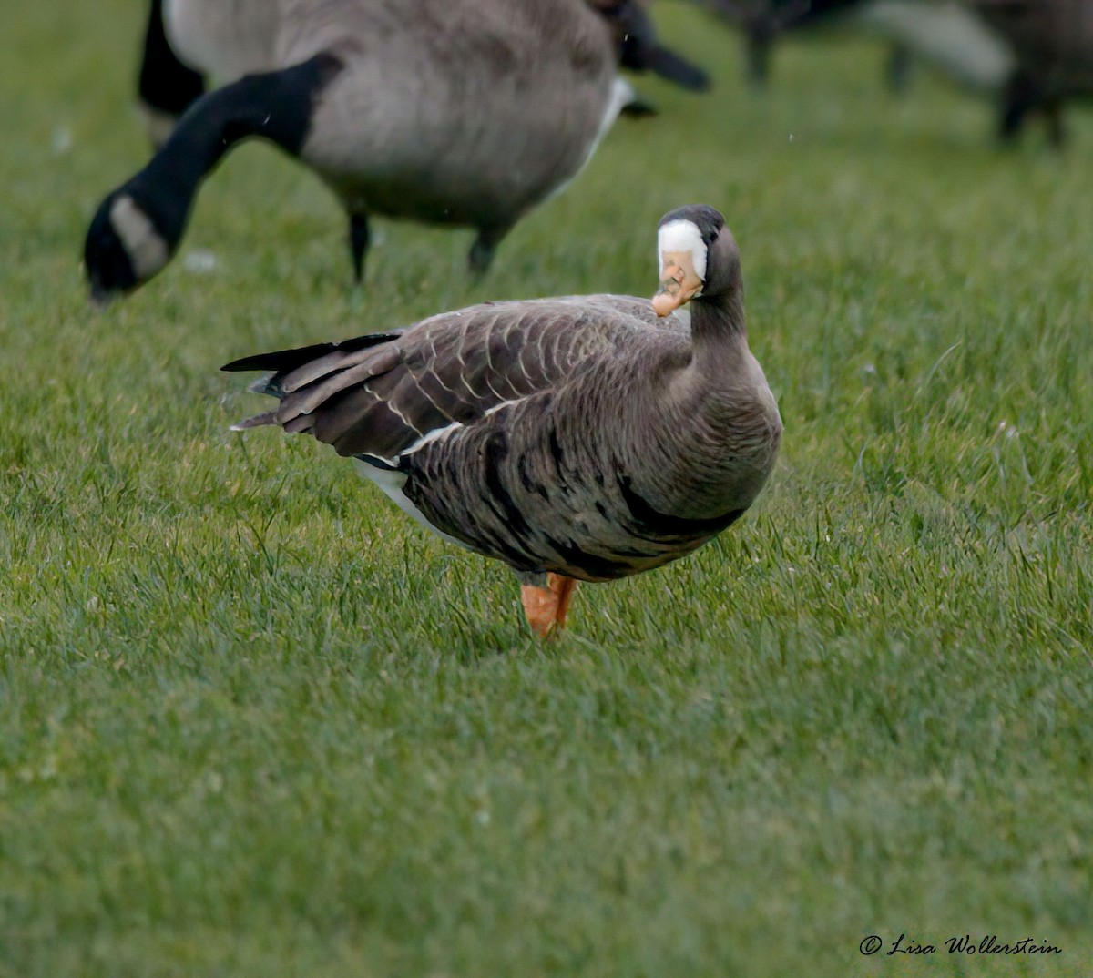 Greater White-fronted Goose - ML507340471