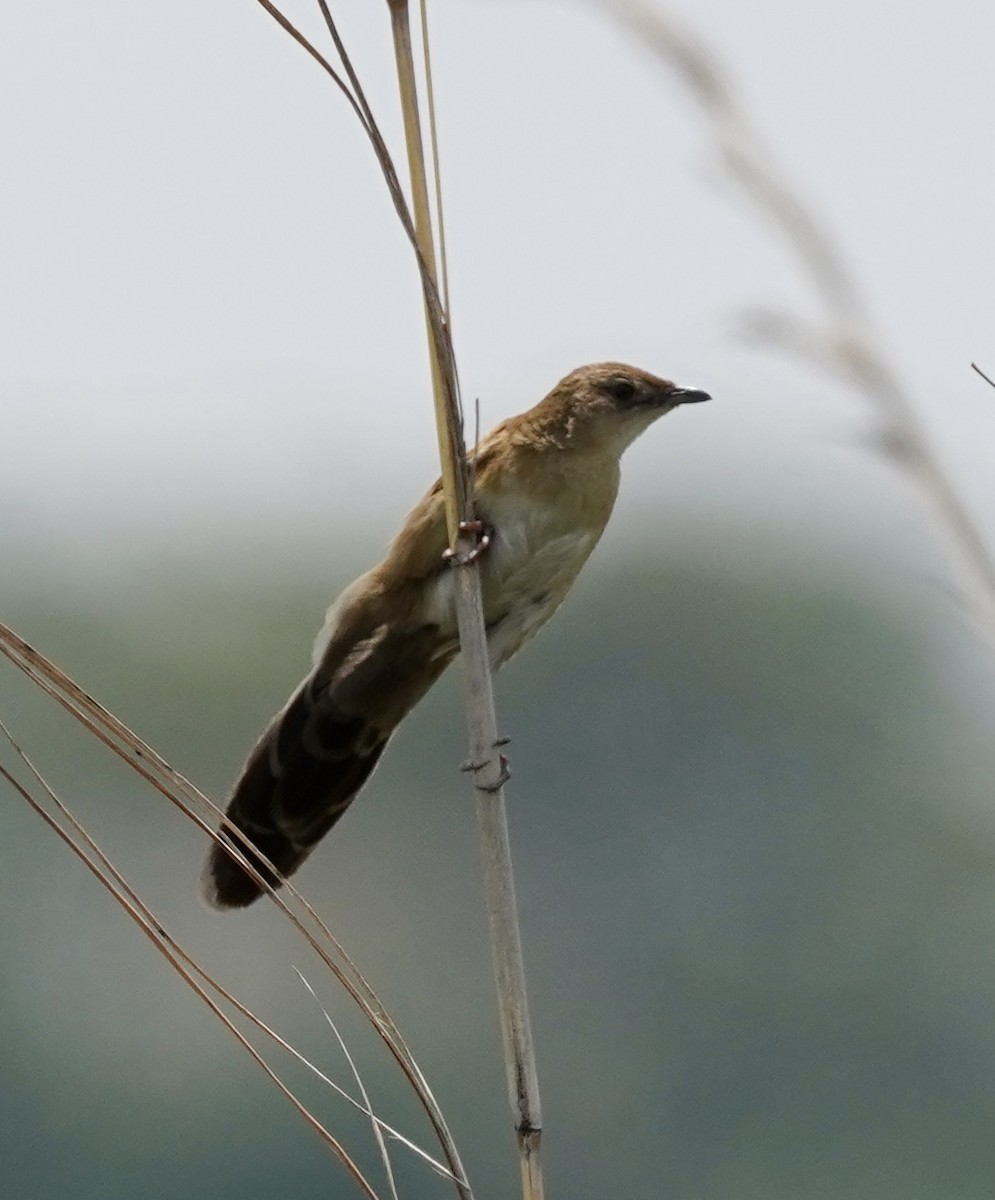 Fan-tailed Grassbird - Daniel Winzeler