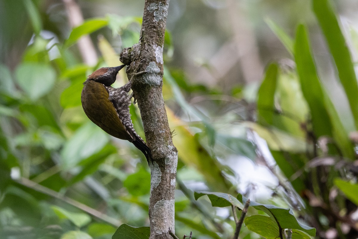 Brown-eared Woodpecker - ML507341301