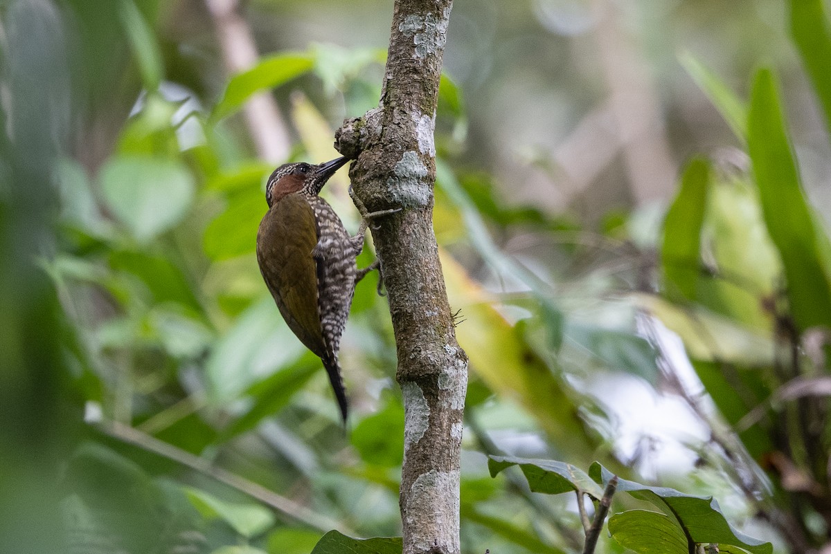 Brown-eared Woodpecker - ML507341311