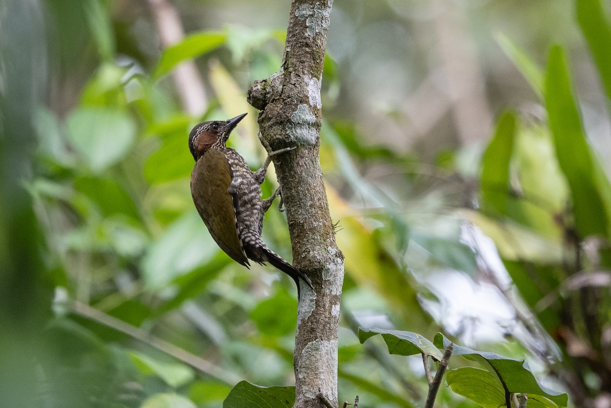 Brown-eared Woodpecker - Stephen Davies