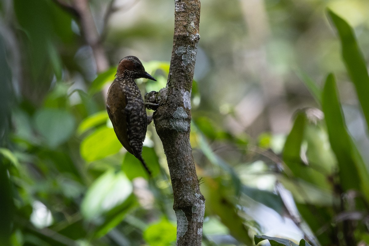 Brown-eared Woodpecker - ML507341331