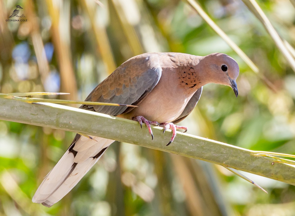 Laughing Dove - ML507341731