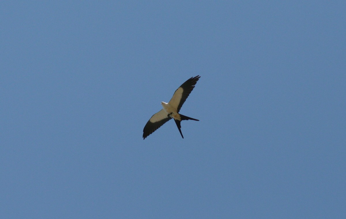 Swallow-tailed Kite - John Drummond