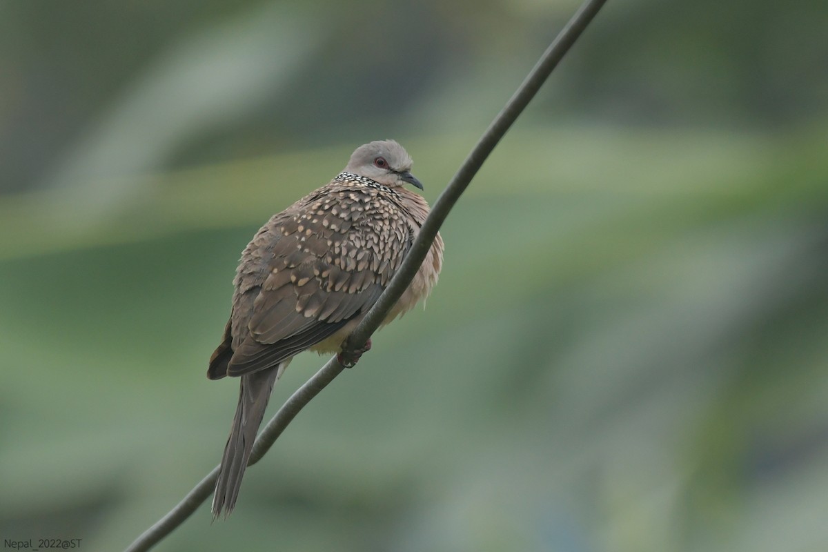 Spotted Dove - ML507345311